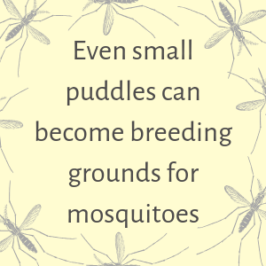 Small puddles can breed mosquitoes